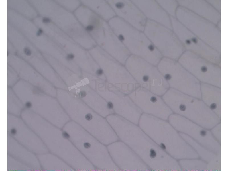 Камера для микроскопа Scopetek MVV3000