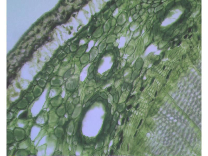 Камера для микроскопа Scopetek MVV3000