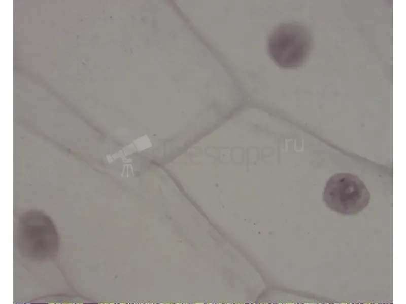 Камера для микроскопа Scopetek MVV5000