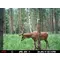 Фотоловушка Minox DTC 500